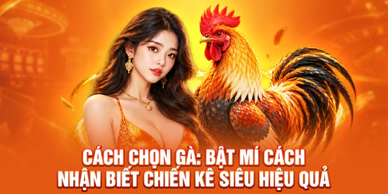 Cách Chọn Gà: Cách Nhận Biết Chiến Kê Hiệu Quả Cùng JW88