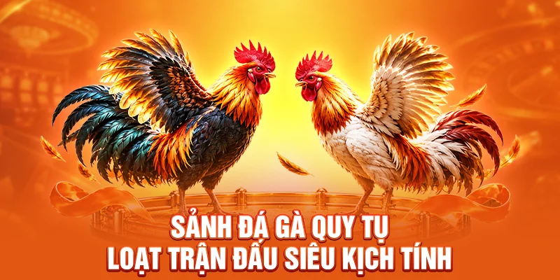 Sảnh đá gà quy tụ loạt trận đấu siêu kịch tính