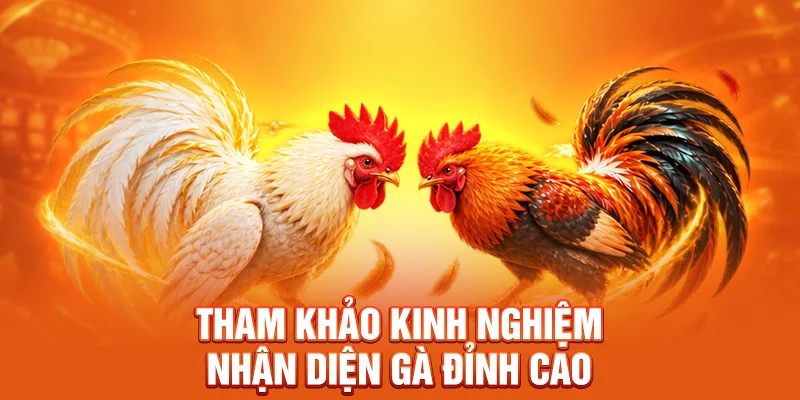 Tham khảo kinh nghiệm nhận diện gà đỉnh cao